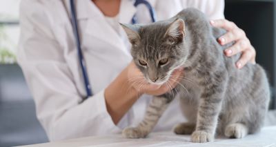 Guidelines published on long-term use of NSAIDs in cats